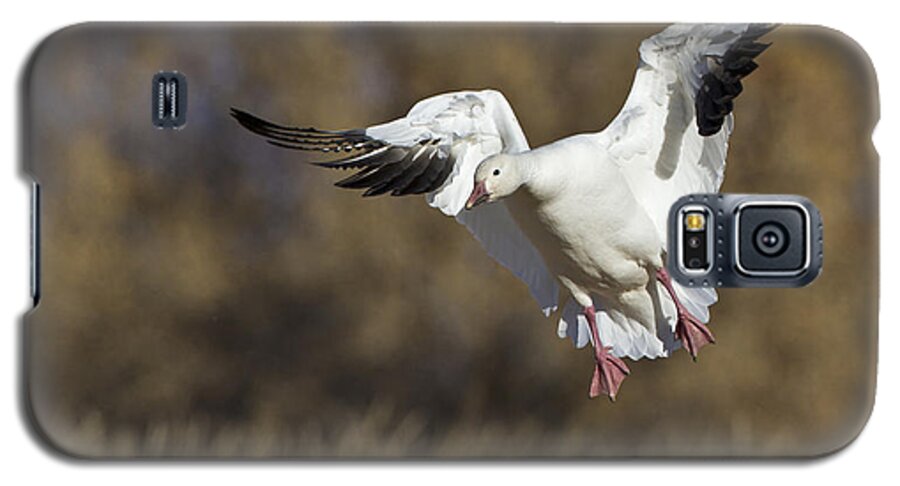 Bird Galaxy S5 Case featuring the photograph Incoming Snow goose by Bryan Keil