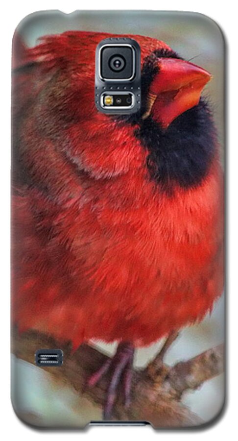 Wildlife Galaxy S5 Case featuring the photograph Inquisitive Cardinal by Dale Kauzlaric