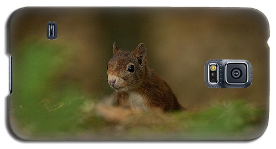 Redsquirrel Galaxy S5 Case featuring the photograph Inquisitive Red Squirrel by Paul Scoullar