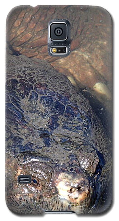 Island Galaxy S5 Case featuring the photograph Island Turtle by Robert Nickologianis