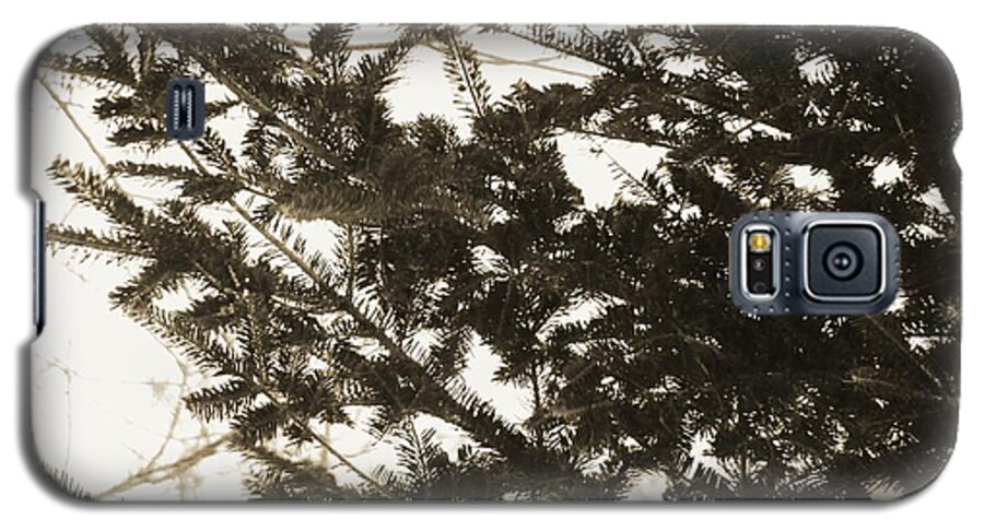 Pine Tree Galaxy S5 Case featuring the photograph It Feels Like Winter... by Zinvolle Art