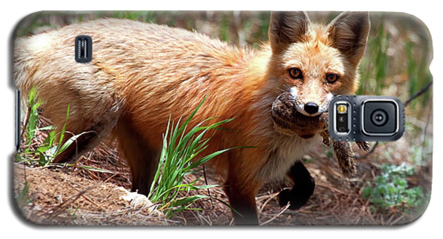 Fox Galaxy S5 Case featuring the photograph It's What's for Dinner by Jim Garrison