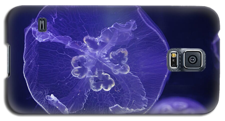 Hawaii Galaxy S5 Case featuring the photograph Jellyfish Tank by Dan McManus