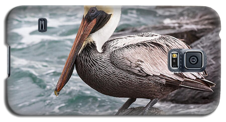 Beak Galaxy S5 Case featuring the photograph Just Hanging by Ed Gleichman