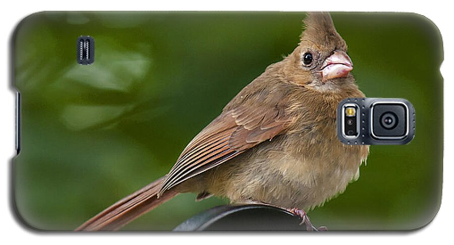 Cardinal Galaxy S5 Case featuring the photograph Juvenile Cardinal by Cathy Kovarik