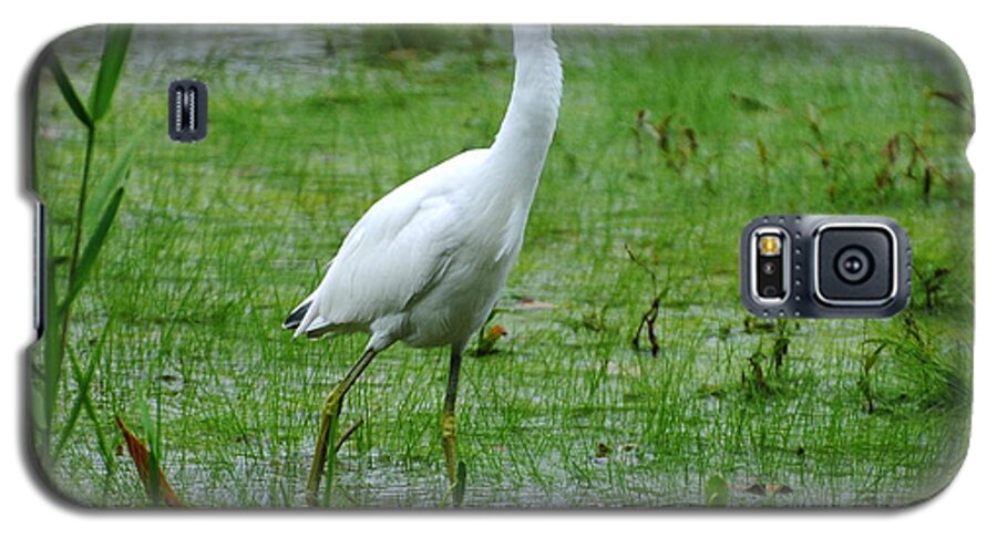 Juvenile Little Blue Heron Galaxy S5 Case featuring the photograph Juvenile Little Blue Heron in search of food by Dan Williams