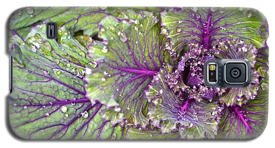 Kale Galaxy S5 Case featuring the photograph Kale Plant In The Rain by Sandi OReilly