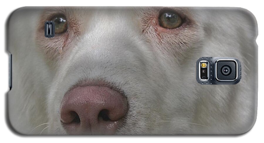 Dog Galaxy S5 Case featuring the photograph Kobe by Geri Glavis