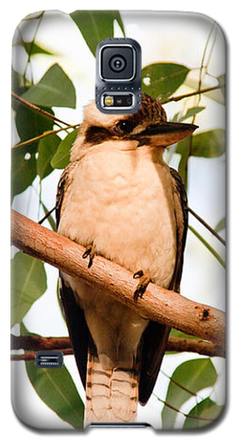 Bird Galaxy S5 Case featuring the photograph Kookaburra 2 by Carole Hinding