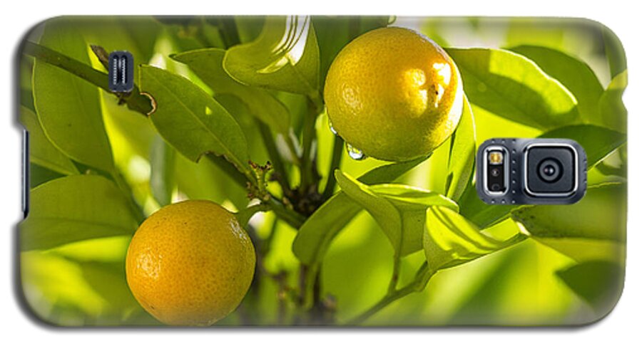 Australia Galaxy S5 Case featuring the photograph Kumquats by Steven Ralser
