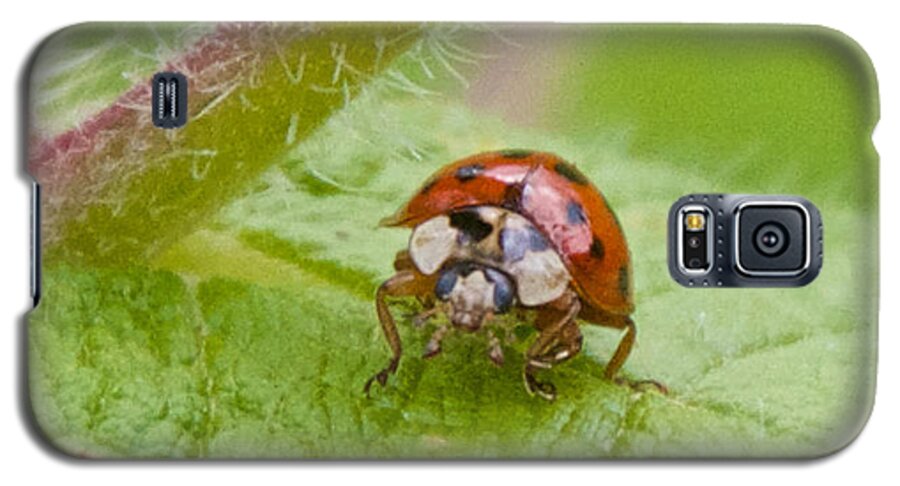 Bugs Galaxy S5 Case featuring the photograph Ladybug on Boneset Leaf by Kristin Hatt