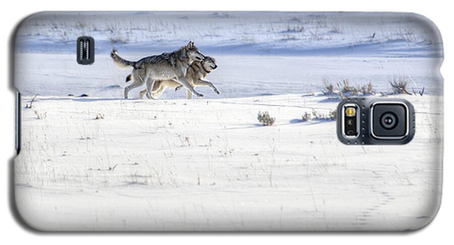 Grey Wolves Galaxy S5 Case featuring the photograph Lamar Canyon Wolves by Deby Dixon