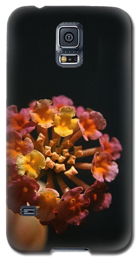 Retro Images Archive Galaxy S5 Case featuring the photograph Lantana Flowers by Retro Images Archive