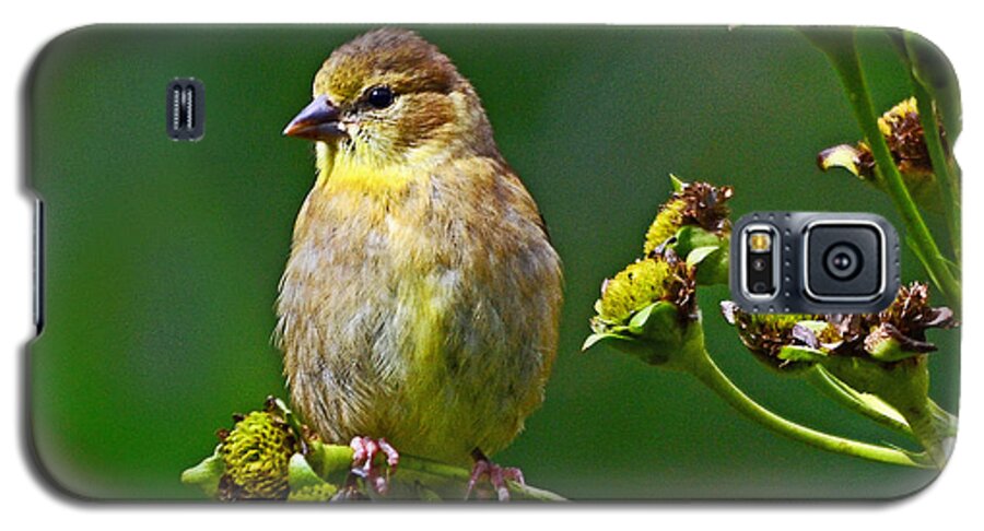 Bird Galaxy S5 Case featuring the photograph Late Summer Finch by Rodney Campbell