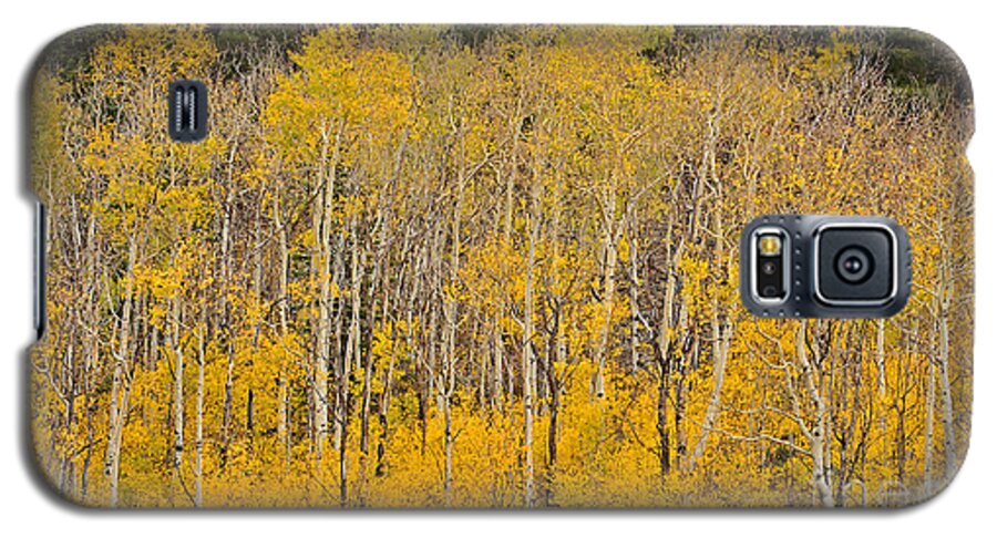 Aspen Galaxy S5 Case featuring the photograph Layers of Gold by Kelly Black