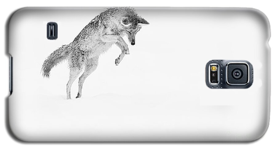 Coyote Galaxy S5 Case featuring the photograph Leap by Clare VanderVeen