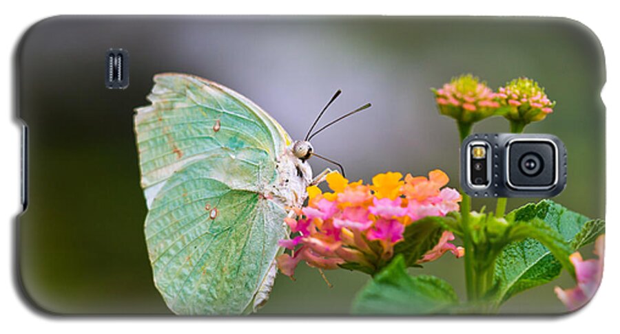 Lemon Emigrant Butterfly Galaxy S5 Case featuring the photograph Lemon Emigrant Butterfly by Scott Carruthers