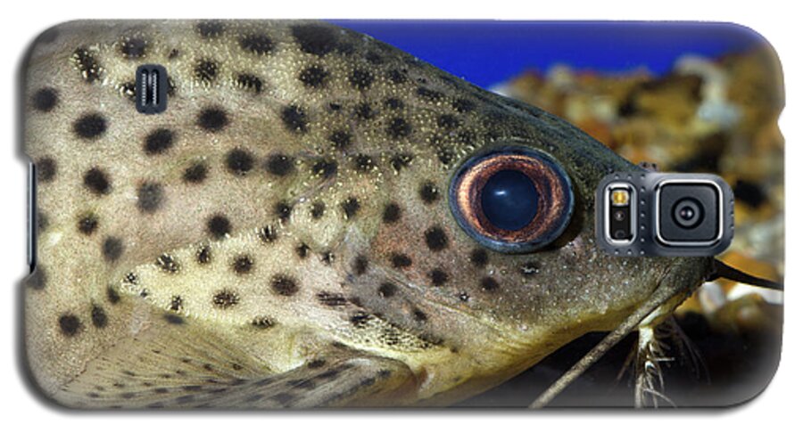 Nobody Galaxy S5 Case featuring the photograph Leopard Sailfin Pleco by Nigel Downer