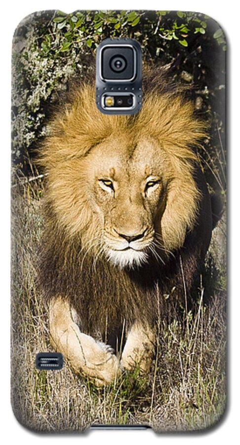 Amakhala Game Reserve Galaxy S5 Case featuring the photograph Lion Stalking by Jennifer Ludlum