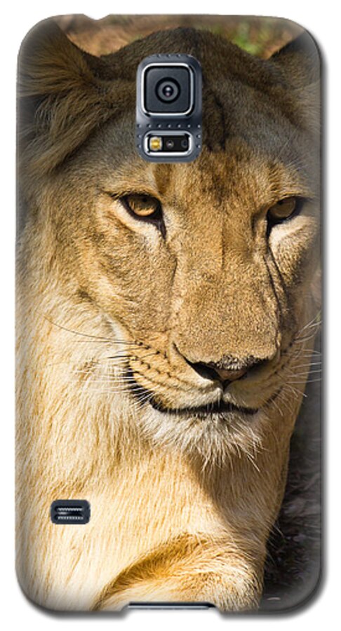Shimoga Galaxy S5 Case featuring the photograph Lioness - up close by SAURAVphoto Online Store