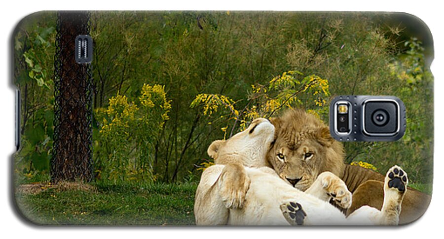 Lion Galaxy S5 Case featuring the photograph Lions In Love by Les Palenik