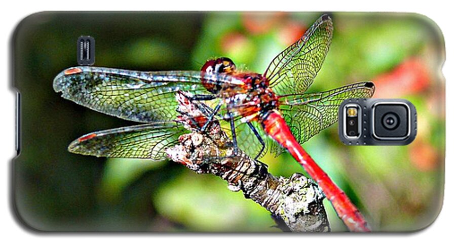 Dragonfly Galaxy S5 Case featuring the photograph Little Dragonfly by Morag Bates