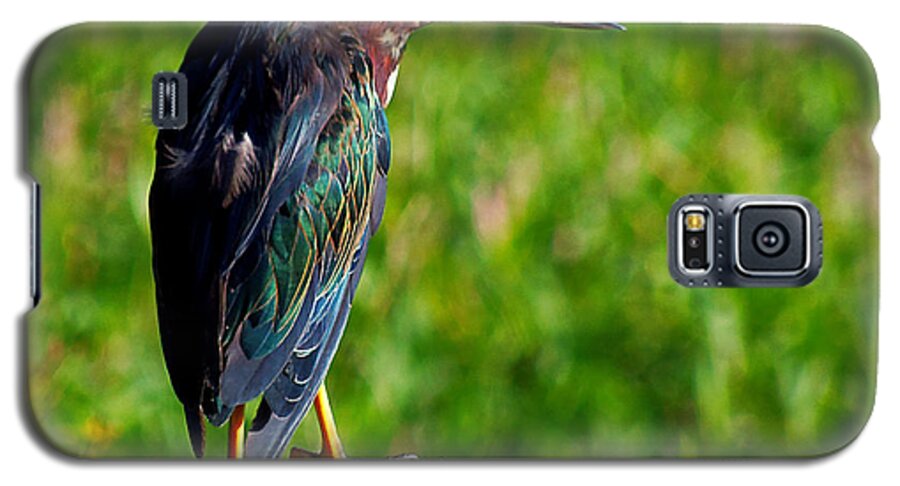 Heron Galaxy S5 Case featuring the photograph Little Green Heron 002 by Christopher Mercer