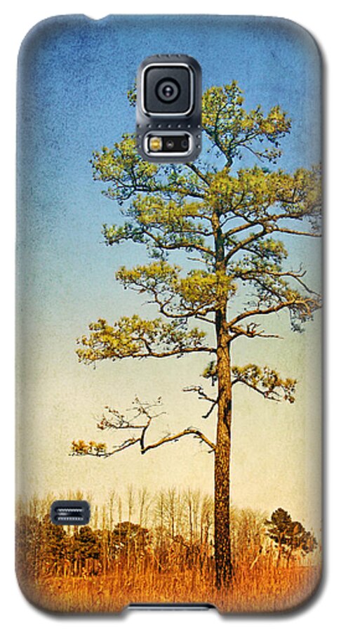 Loblolly Pine Along The Chesapeake Galaxy S5 Case featuring the photograph Loblolly Pine along the Chesapeake by Carolyn Derstine
