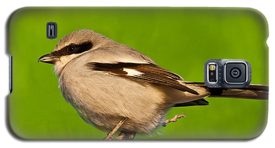 Animal Galaxy S5 Case featuring the photograph Loggerhead Shrike by Jeff Goulden