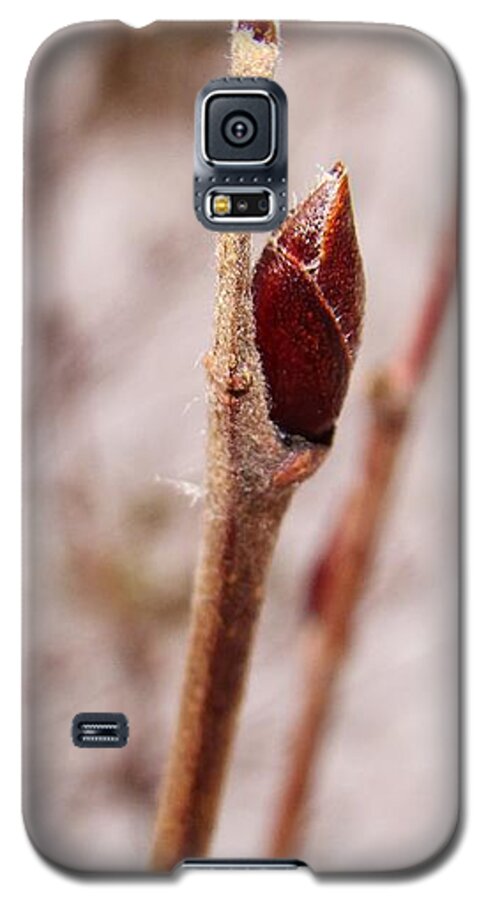 Bud Galaxy S5 Case featuring the photograph Lonely Bud by Zinvolle Art