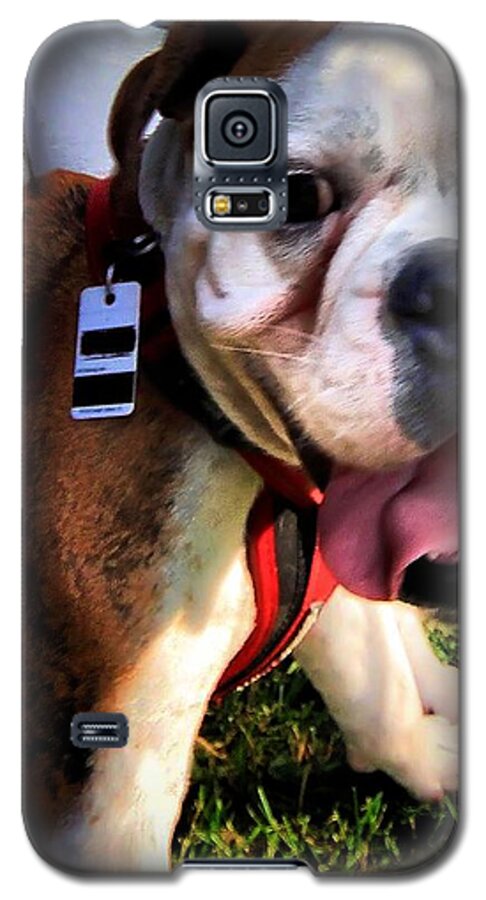 Animals Galaxy S5 Case featuring the photograph Loubird by Robert McCubbin