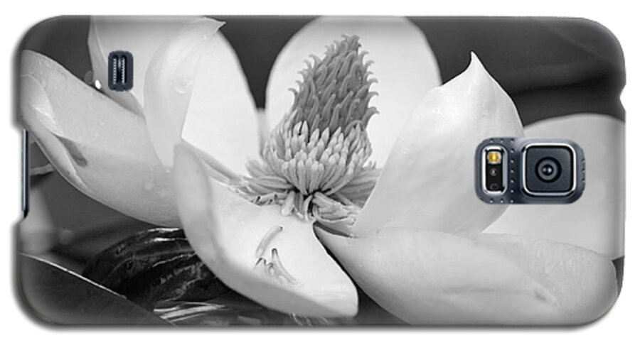 Black And White Galaxy S5 Case featuring the photograph Magnolia in May - Black and White by Suzanne Gaff