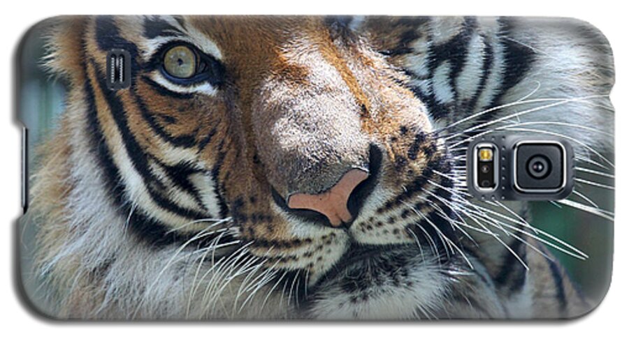 Malayan Tiger Galaxy S5 Case featuring the photograph Malayan Tiger by Meg Rousher