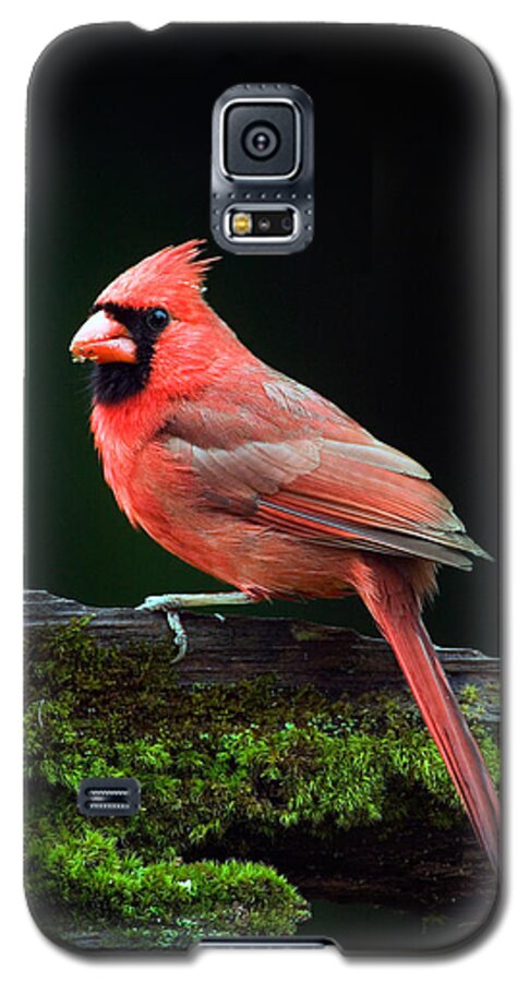 Photography Galaxy S5 Case featuring the photograph Male Northern Cardinal Cardinalis by Panoramic Images
