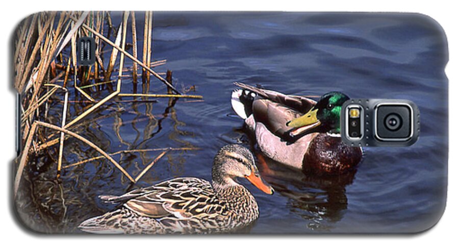 Birds Galaxy S5 Case featuring the photograph Mallard Mates by Ginny Barklow