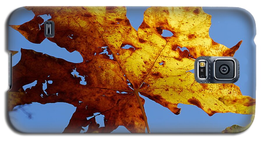 Maple Galaxy S5 Case featuring the photograph Maple Leaf on a Blue Sky by Peter Mooyman
