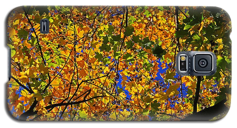 Trees Galaxy S5 Case featuring the photograph Maple View by Gary Kaylor