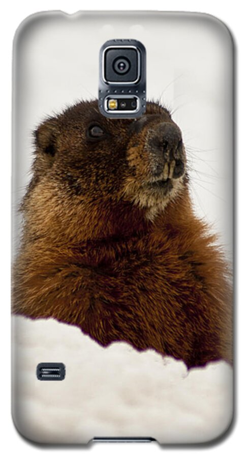Yellow Bellied Marmot Galaxy S5 Case featuring the photograph Marty the Marmot by Daniel Hebard