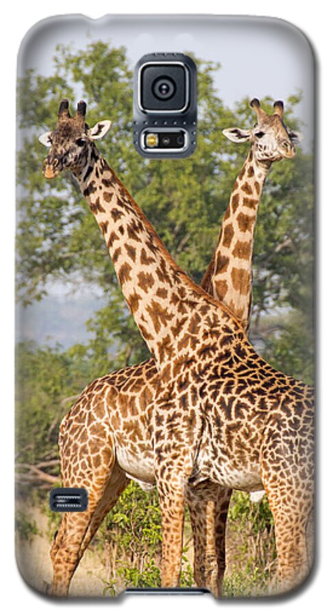 Giraffes Galaxy S5 Case featuring the photograph Masai Giraffes by Chris Scroggins