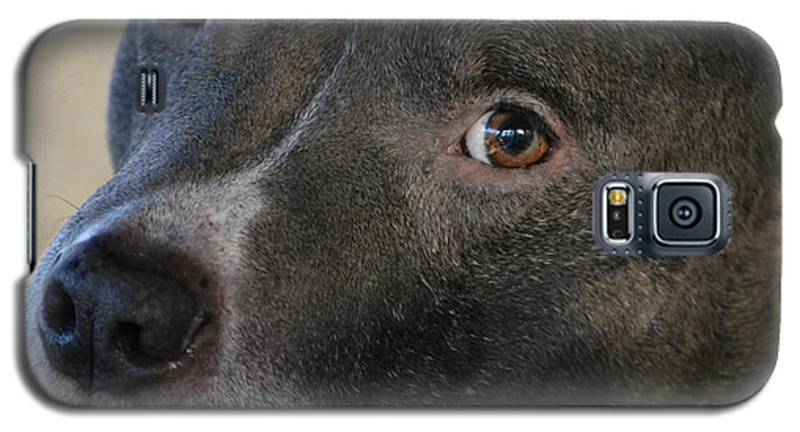 Bully Galaxy S5 Case featuring the photograph Meet Bully by Linda Segerson