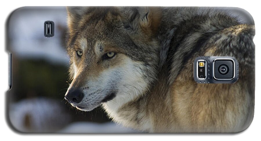 Carnivore Galaxy S5 Case featuring the photograph Mexican Gray Wolf by Larry Bohlin