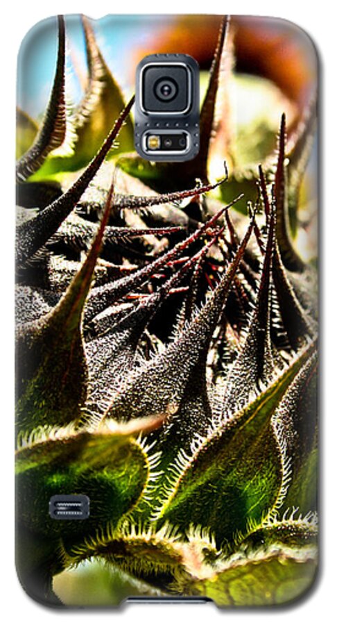 Sun Galaxy S5 Case featuring the photograph Mexican Sunflower by Joel Loftus