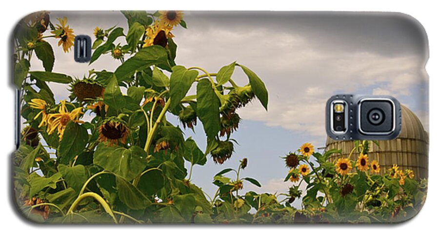 Sunflowers Galaxy S5 Case featuring the photograph Minot Farm by Alice Mainville