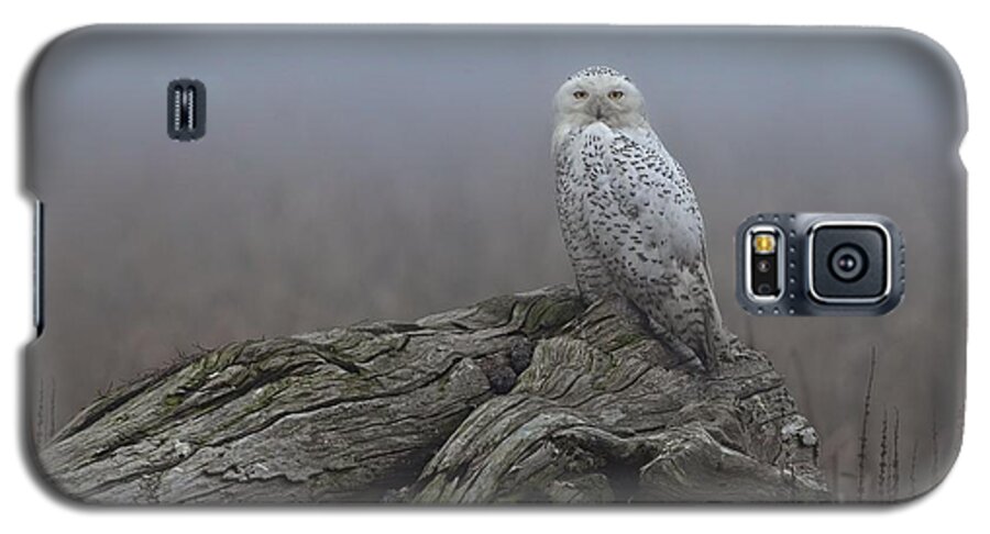Snowy Owl Galaxy S5 Case featuring the photograph Misty Morning Snowy Owl by Daniel Behm