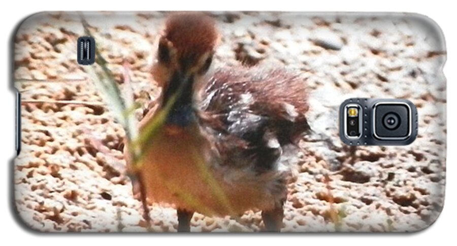 Yellow And Brown Fuzzy Baby Duckling At A Pond In Napels Galaxy S5 Case featuring the photograph Duckling Searching by Belinda Lee
