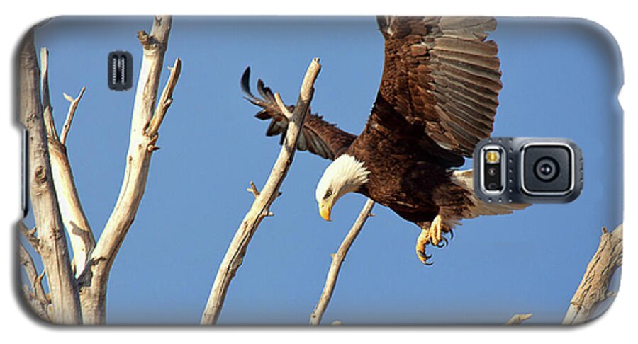  Eagles Galaxy S5 Case featuring the photograph Mommas' Home by Jim Garrison