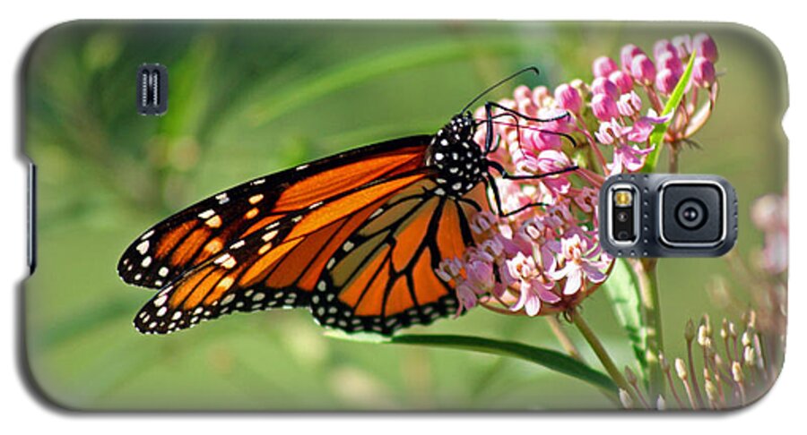 Monarch Galaxy S5 Case featuring the photograph Monarch Butterfly on Milkweed by Karen Adams