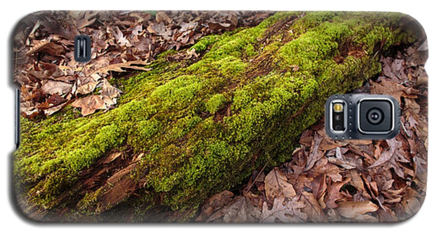 Landscapes Galaxy S5 Case featuring the photograph Moss on Pine by Matthew Pace