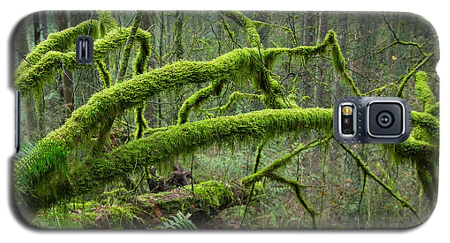 Mossy Logs Galaxy S5 Case featuring the photograph Mossy dreamland by Kunal Mehra