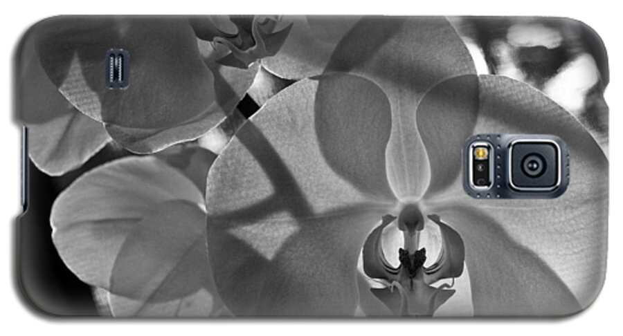 Flower Galaxy S5 Case featuring the photograph Moth Orchid Backlit by Ron White